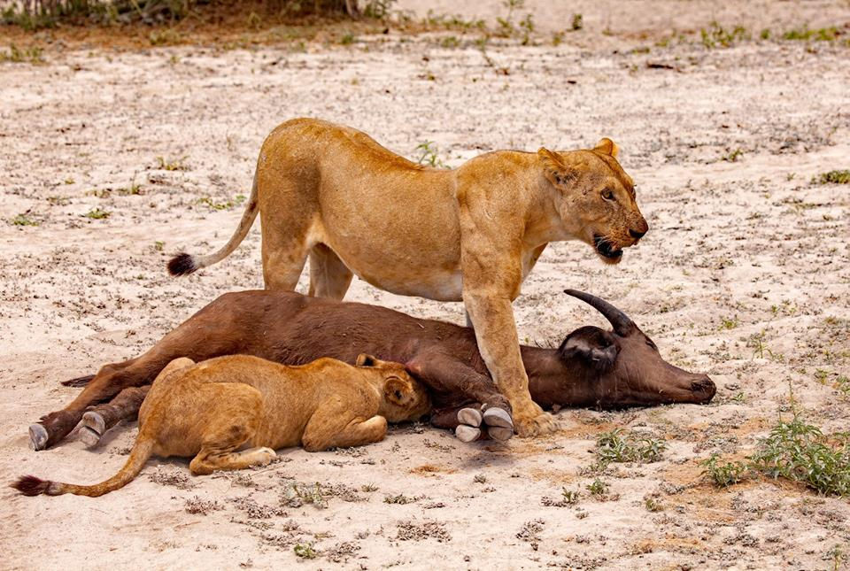 Selous lioness and cubs with buffalo kill