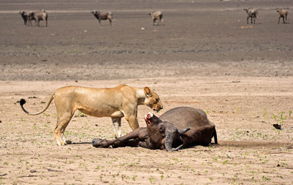Lioness on buffalo kill in Selous game reserve, Tanzania