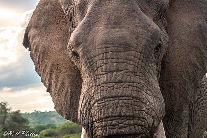 Elephant clos-up - photo by Rebecca Phillips