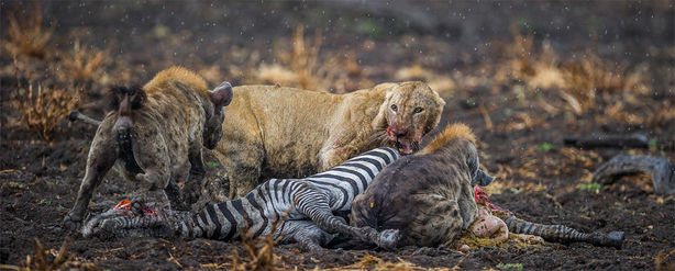 The Selous in Africa: A Long Way from Anywhere
