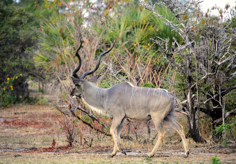 A magnificent male Greater kudu - photo by Roy Southworth