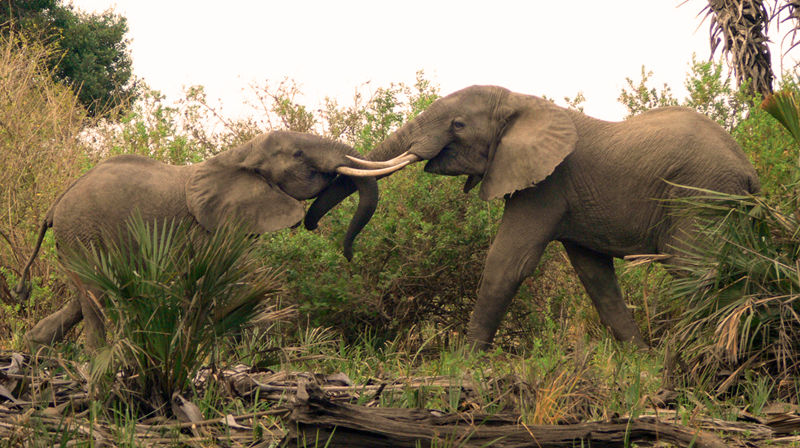 Elephant tussle