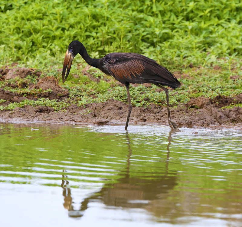 Open-billed stork - photo by Roy Southworth