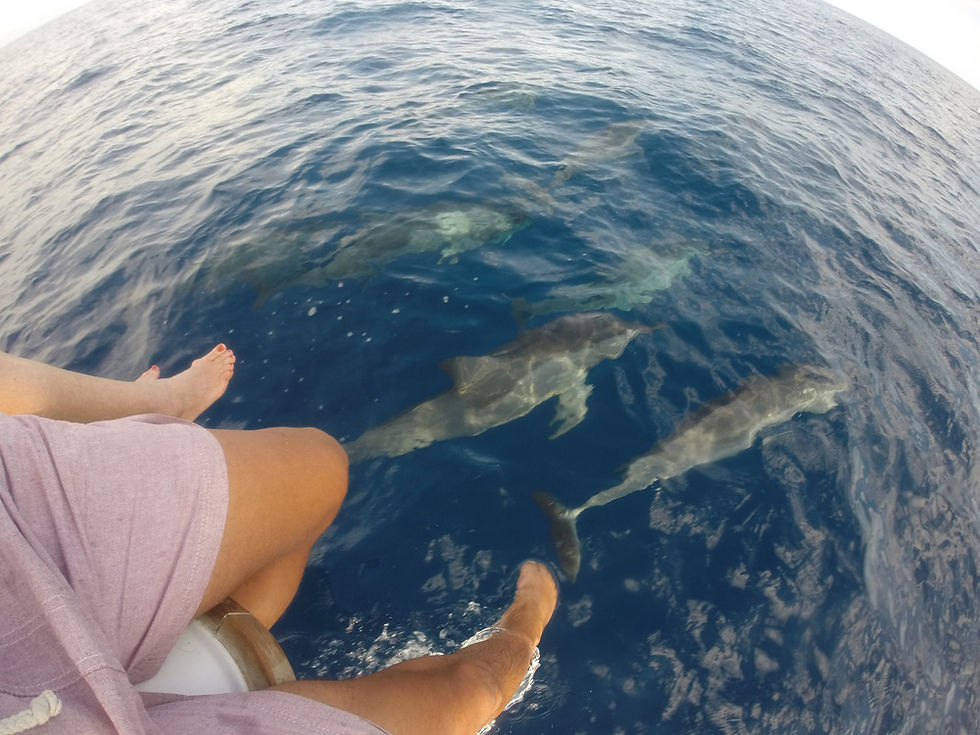 sailing with dolphins at Fanjove