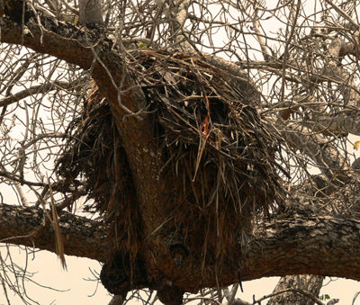 Hamerkop nest