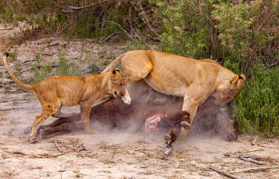  Selous lions with buffalo kill