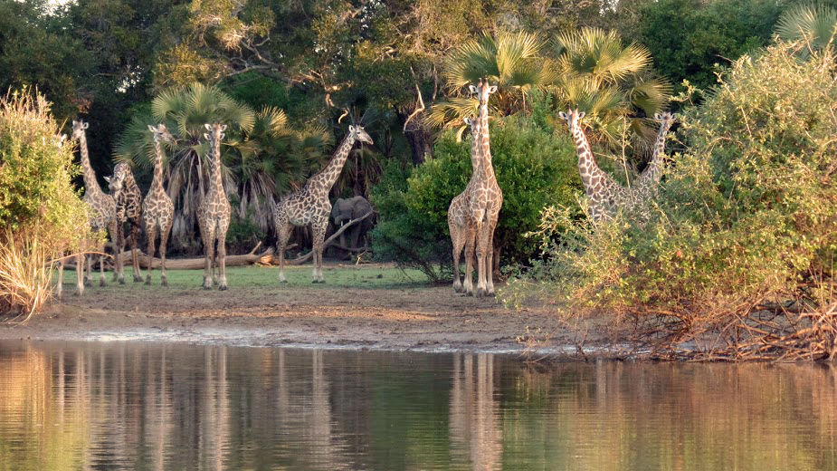 Giraffes from a Selous Impala boat safari  - photo by Natina Harris