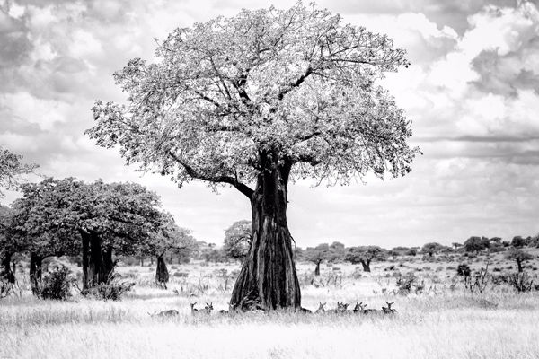 Baobab tree in Ruaha