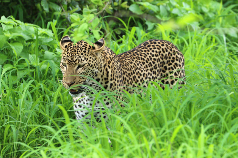 Leopard in the long grass, Ruaha - photo by Jean-Daniel Chollet