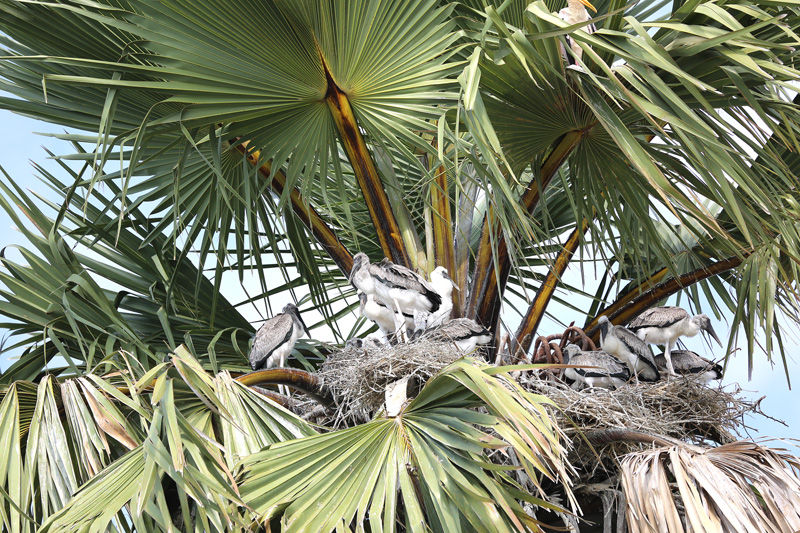 Grey herons nesting in a Borassus ethiopum palm - photo by Roy Southworth