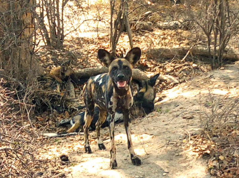 African wild dogs in Selous