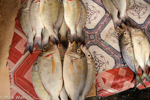 Changu at Zanzibar fish market