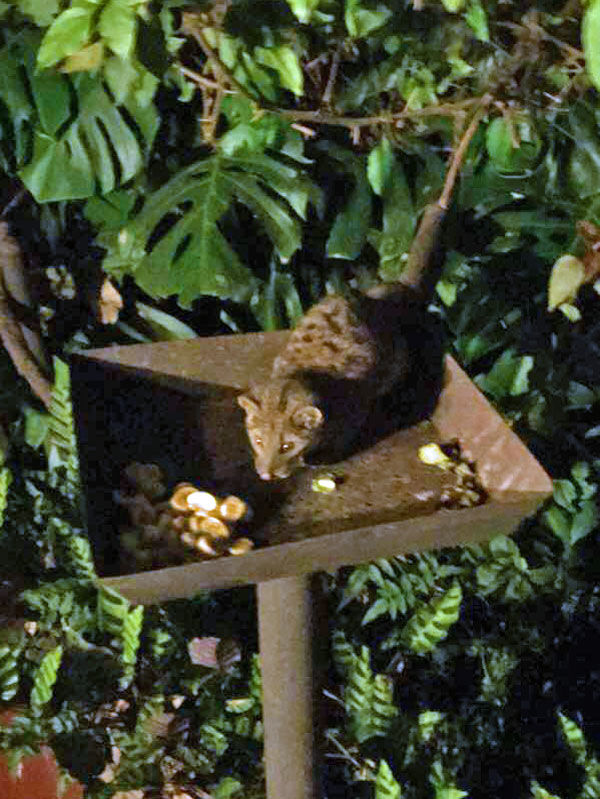 Genet at Gibbs Farm