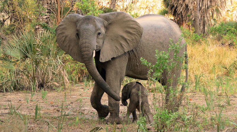 Tiny elephant calf staying close to Mum