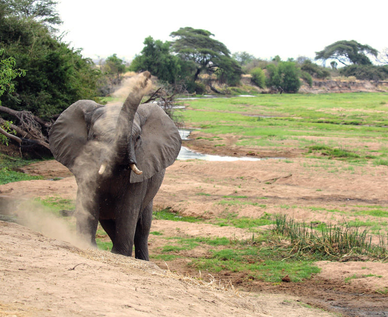 Elephant in Ruaha - photo by Roy Southworth