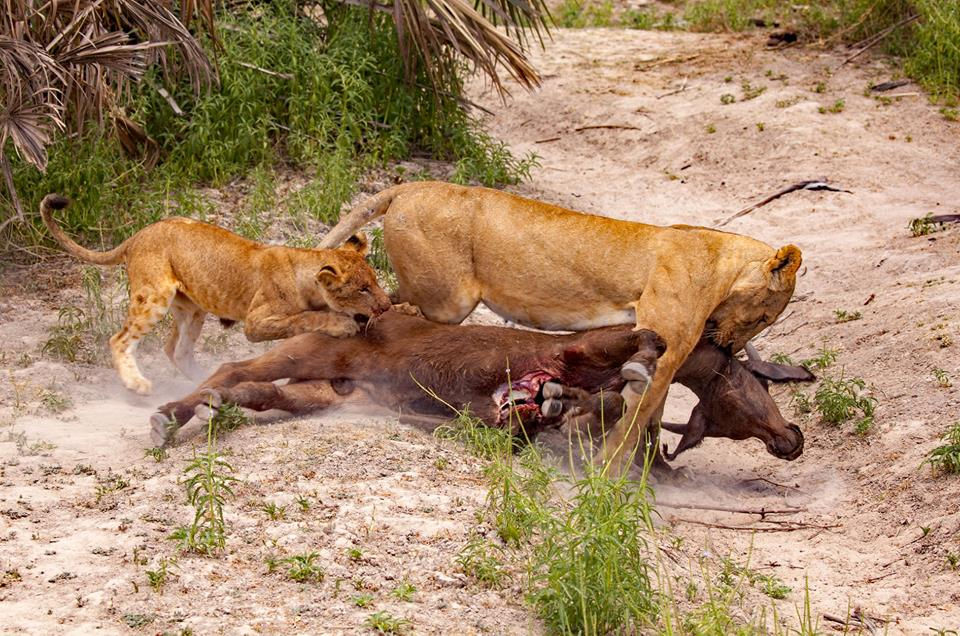  Selous lions with buffalo kill