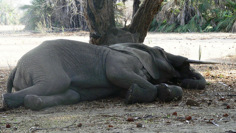 Laygos sleeping at Lake Manze camp