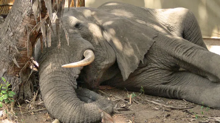 Elephant gonna sleep where elephant gonna sleep, ya know?