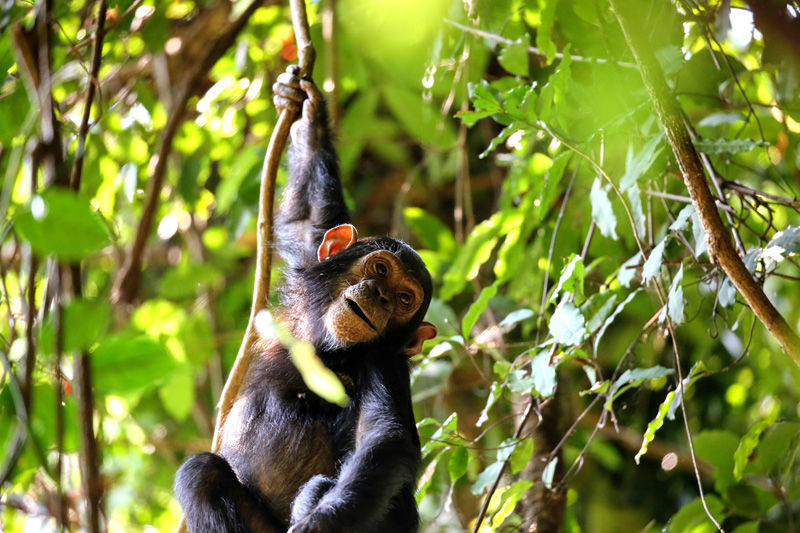 Young chimp at Mahale - photo by Roy Southworth