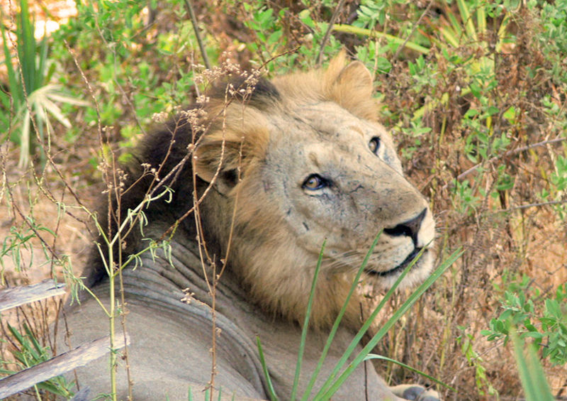 Male lion of the Lake Manze Pride
