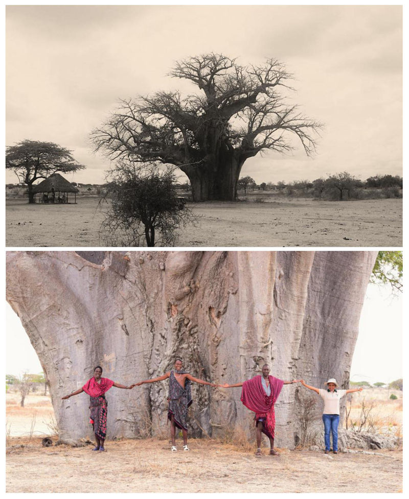 Baobab trees