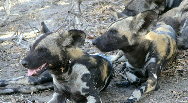 Lions, Leopards and Wild dogs in camp