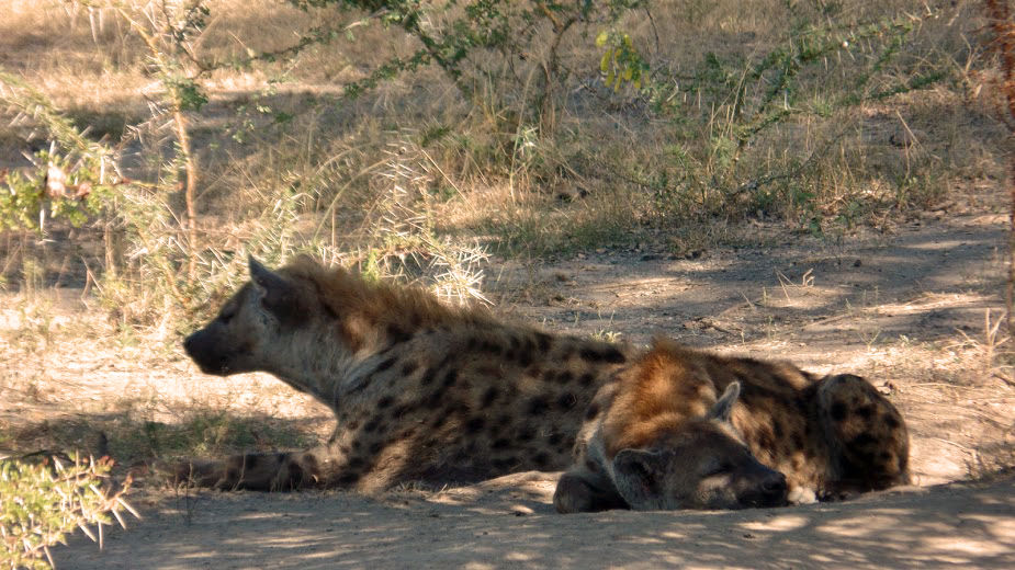 Selous Hyenas - photo by Natina Harris