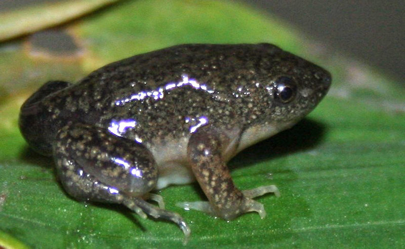 Hemismus marmoratus, young adult