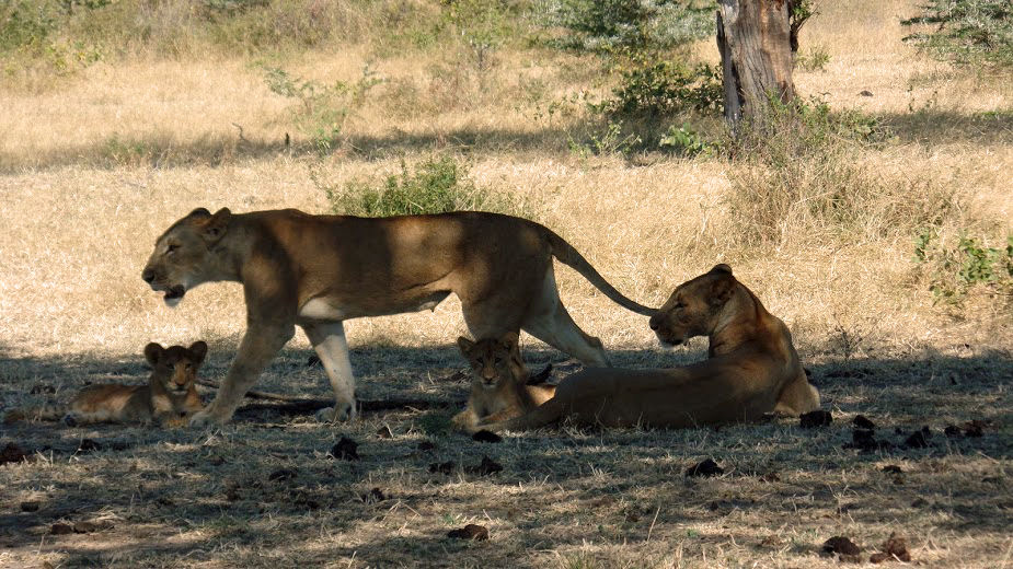 SelousLionesses with cubs  - photo by Natina Harris