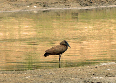 Hamerkop by Lake Manze in Selous