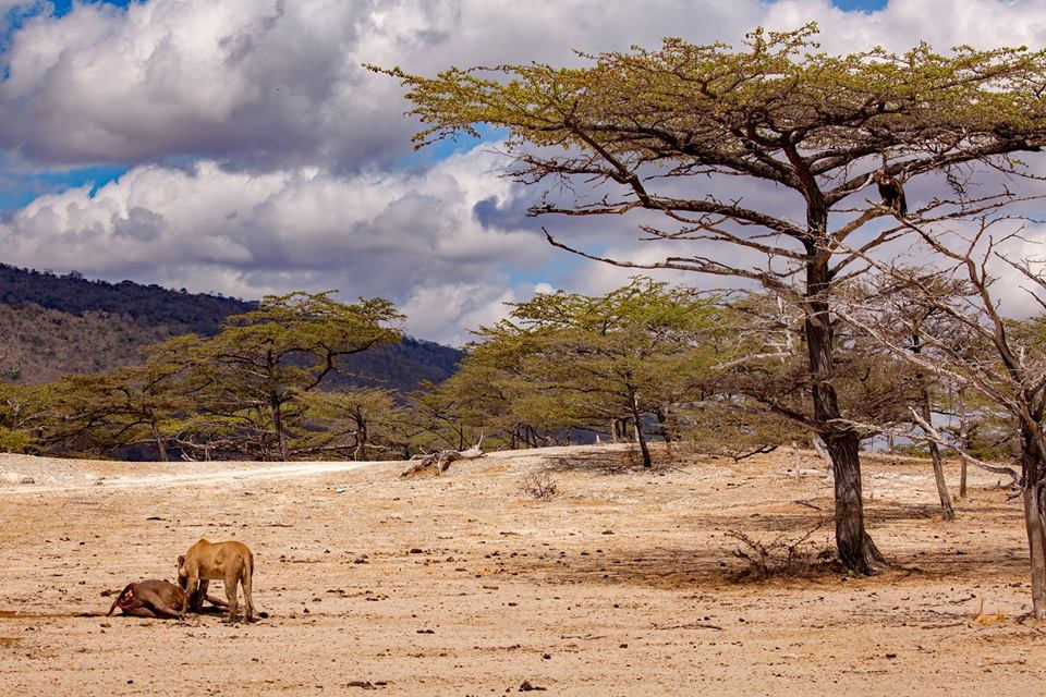  Selous lion on buffalo kill