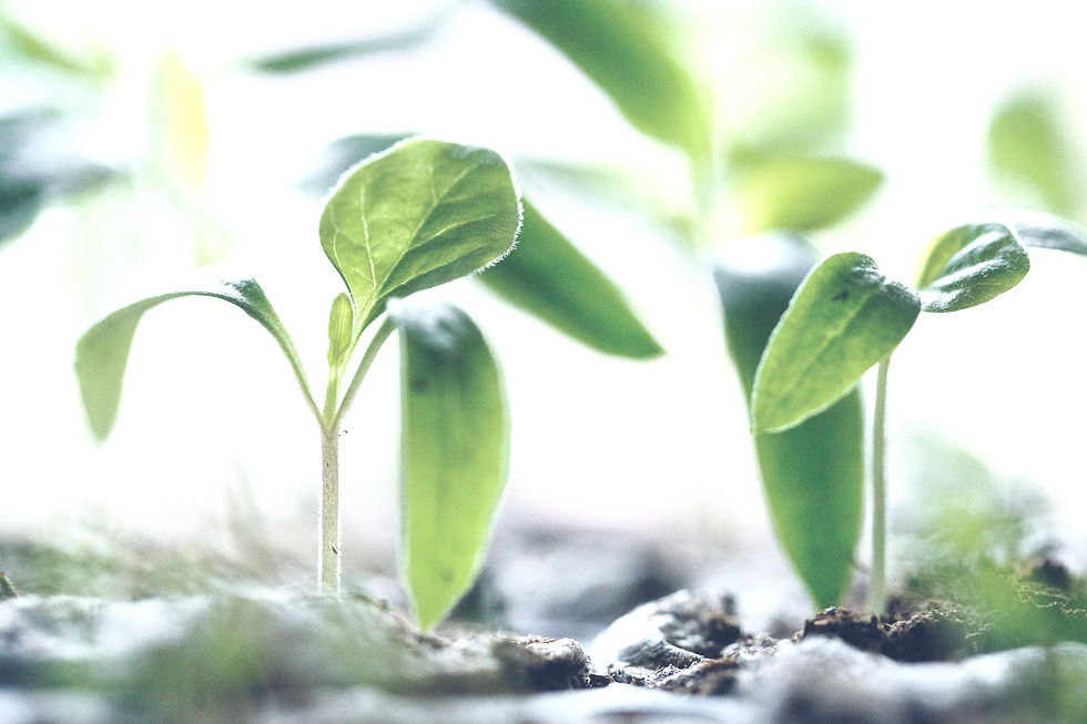 Young green seedlings emerging from soil, set against a soft, blurred background. Bright and fresh atmosphere. No text.