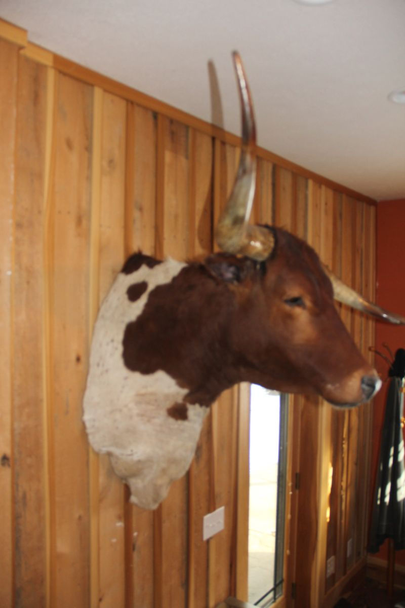 Thumbnail: Texas Longhorn Mount: Hook-Horn