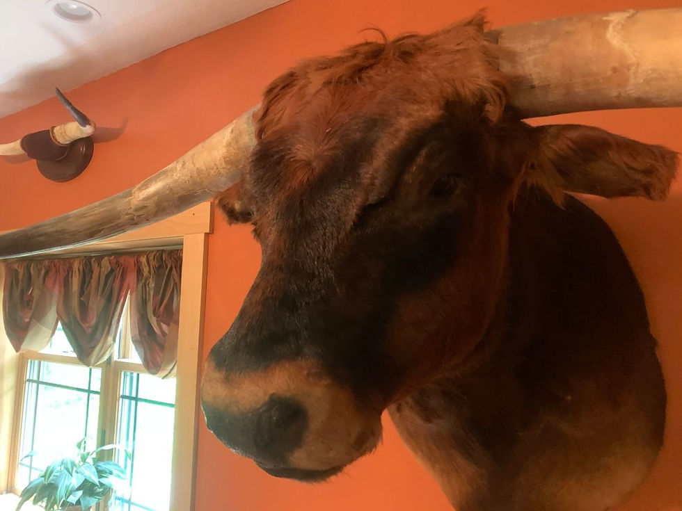 Thumbnail: Sweeping Horned "Matador" Longhorn Mount