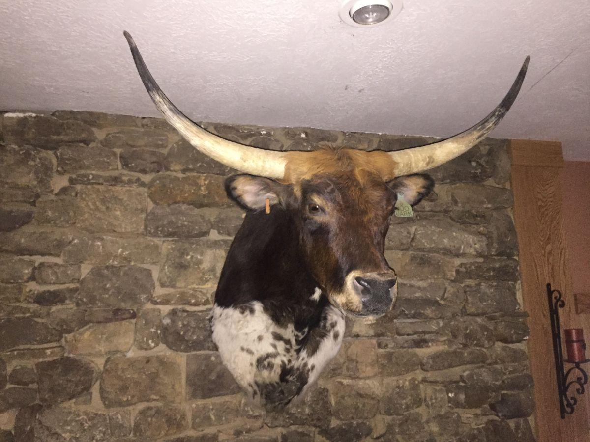 Boo Mark Longhorn Mount