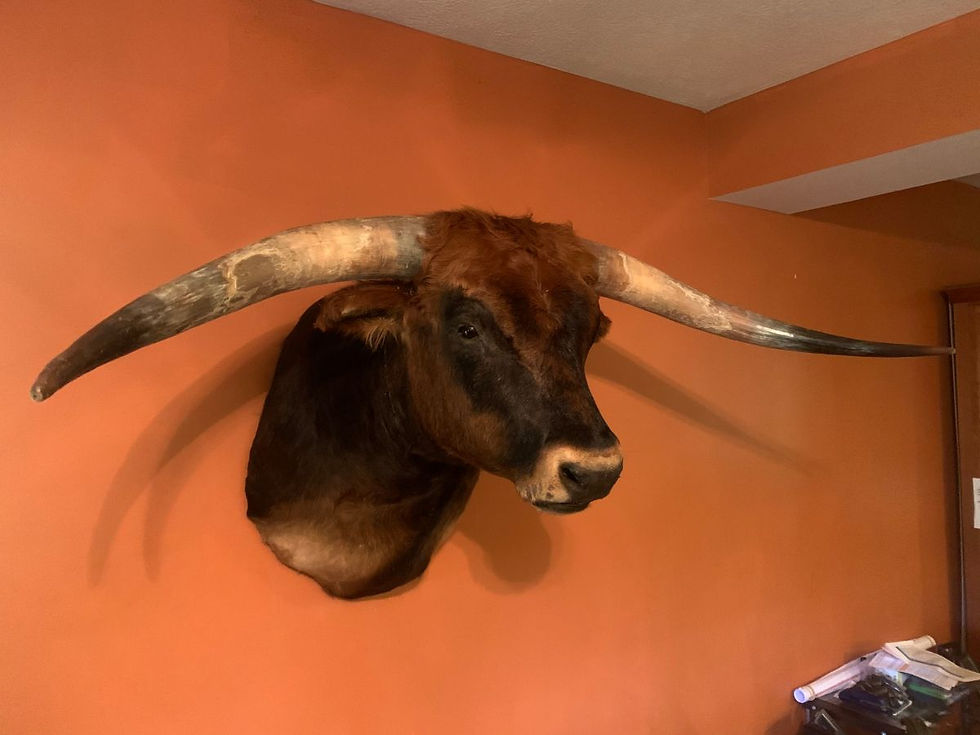 Thumbnail: Sweeping Horned "Matador" Longhorn Mount