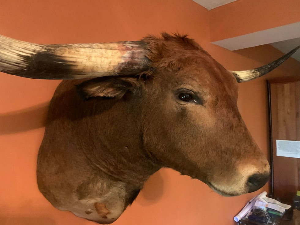 Thumbnail: Long Slender Red Longhorn Mount