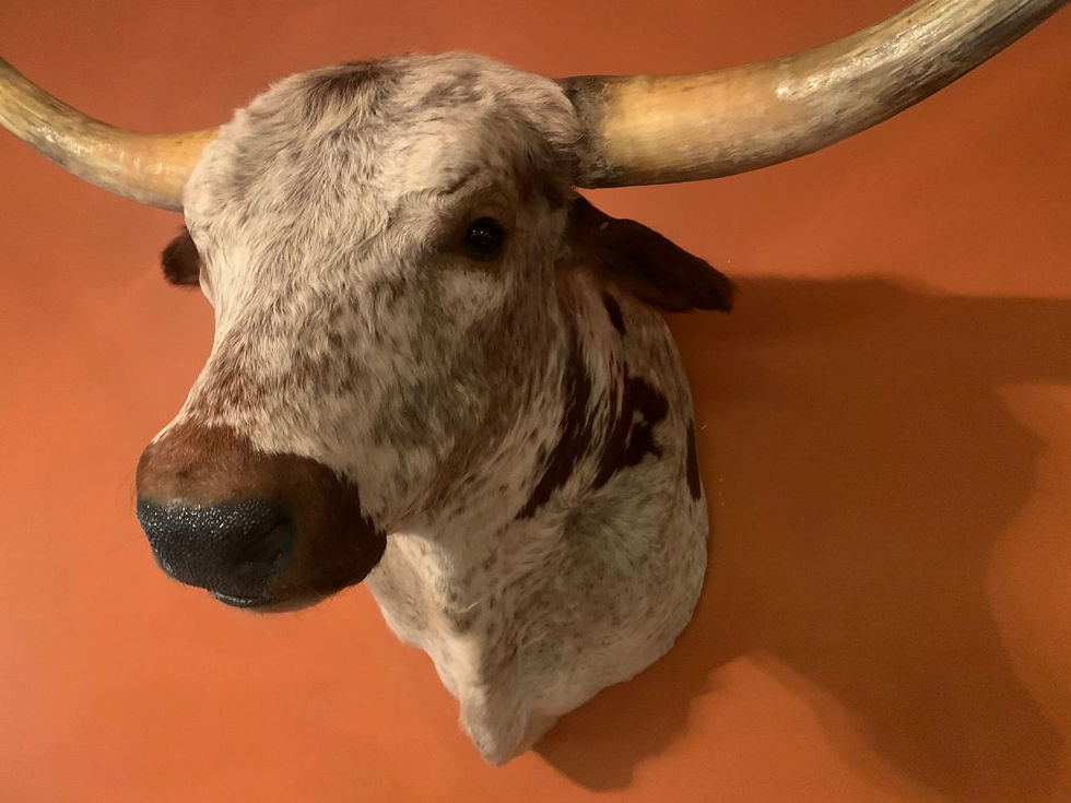 Thumbnail: Red Roan Speckled Longhorn Mount