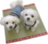IMG_6322-min (1).png