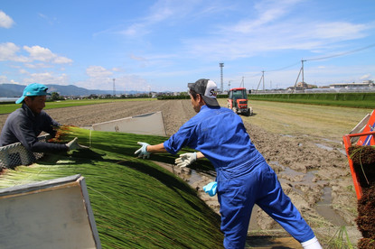 イ草の積み込み