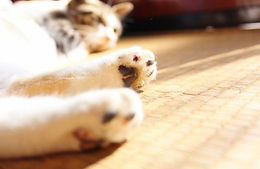 滋賀県,東近江市,畳屋,久田畳店,ペット用畳