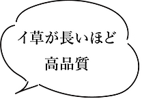 イ草,長い,高品質