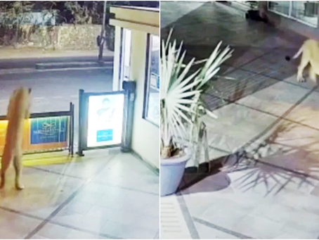 Leão invade hotel na Índia e "passeia" por estacionamento; veja vídeo