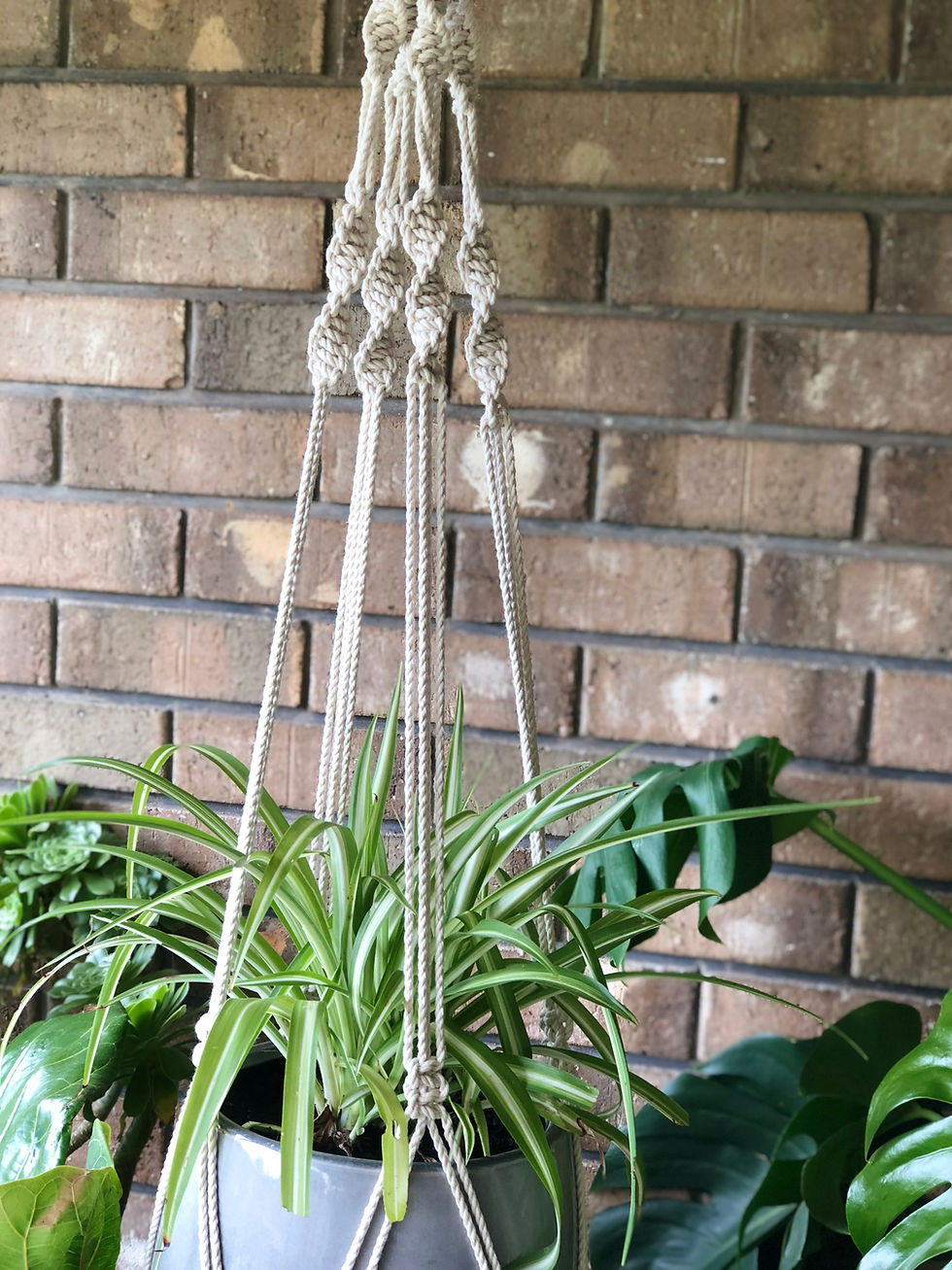 Thumbnail: Sassafras | Plant Hanger