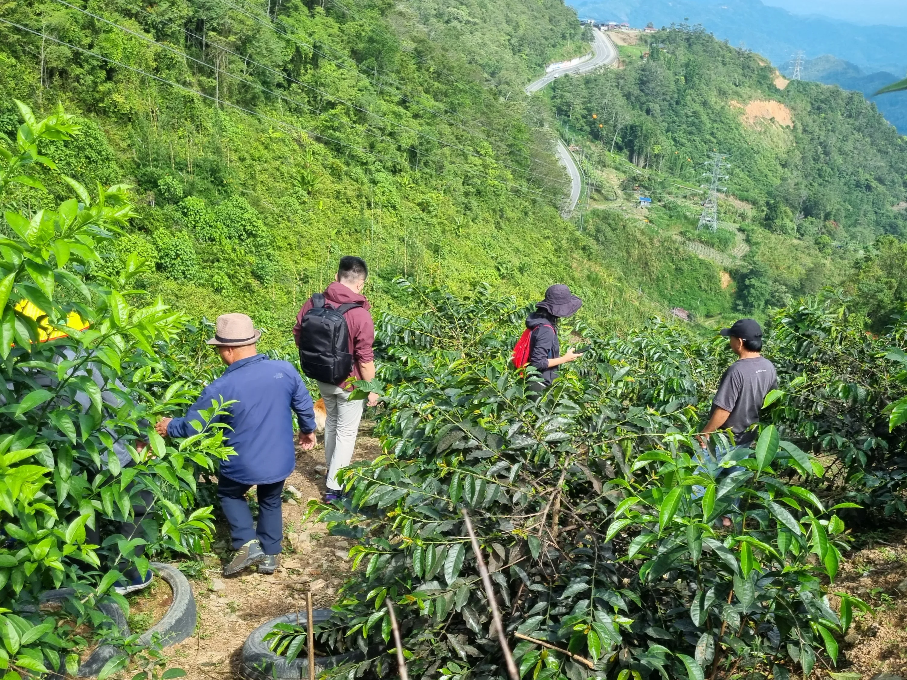 Heading to check out the rural coffee farmers self grown coffee trees