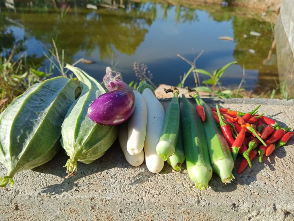Fruit based crops planted and harvested by our rural farming beneficiaries.