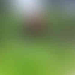 rural farmer at her farm filled with a variety of her self grown crops