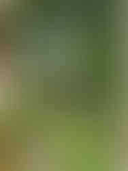 Rural villagers carrying water pipes uphill