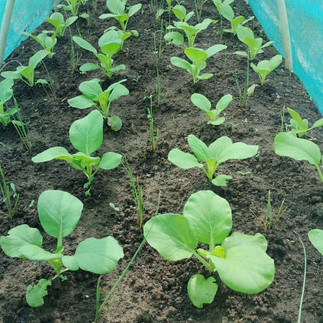 healthily growing vegetables