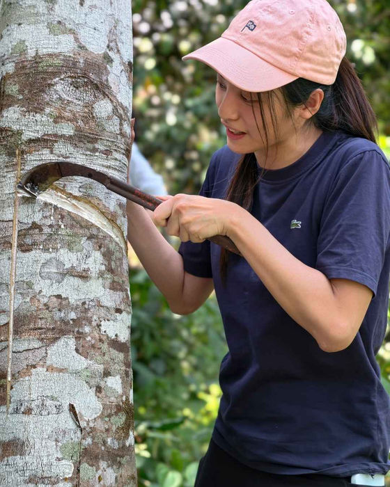 Volunteer learning how to harvest latex from a rubber tree as part of a rural livelihood.